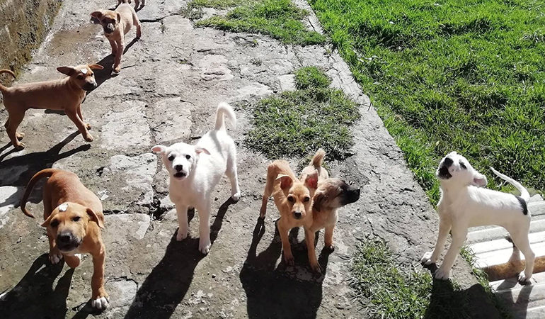 CAMPAÑA DE ADOPCIÓN (27 DE SEPTIEMBRE-PLAZA 15 DE MAYO) ¡¡ADOPTA  UN AMIGO!!NO COMPRES